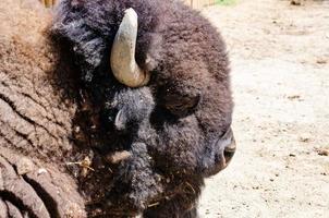 il bisonte costi nel il riparo di un' zoo, un' lato Visualizza foto