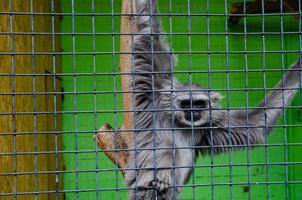 un' avvicinamento tiro di un' scimmia nel un' gabbia nel un' zoo foto