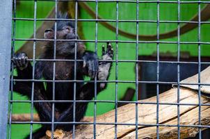 un' avvicinamento tiro di un' scimmia nel un' gabbia nel un' zoo foto