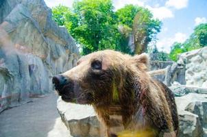 animale diritti. amichevole Marrone orso a piedi nel zoo. carino grande orso pietroso paesaggio natura sfondo. animale selvaggio vita. adulto Marrone orso nel naturale ambiente. foto