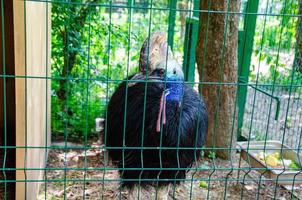 bellissimo casuario kasuari nel un' gabbia di un' zoo, un endemico animale a partire dal papua Indonesia foto