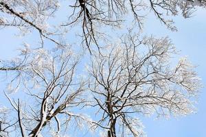 parte inferiore Visualizza di innevato cime di betulla alberi foto