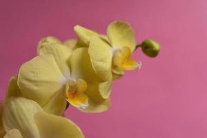 vicino su di giallo orchidea foto