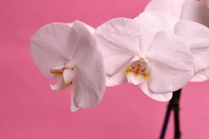 bianca e giallo orchidea foto