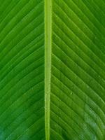 tropicale Banana foglia struttura, grande palma fogliame natura buio verde sfondo foto