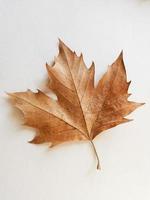Immagine è sfocato, multicolore acero le foglie autunno sfondo. foto