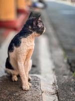 gatto su il strada. foto