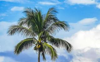 tropicale naturale palma albero noci di cocco blu cielo nel Messico. foto