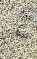 minuscolo sabbia spiaggia Granchio Granchi correre scavare in giro su spiaggia. foto