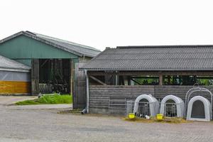 mucche nel mucca capannone su un' azienda agricola nel Germania. foto