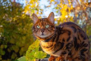 giovane bellissimo Bengala gatto su un autunno camminare tra il giallo autunno fogliame foto