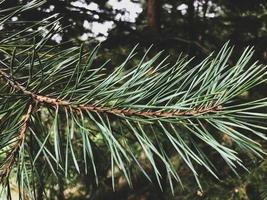 abete rosso ramo con spine. verde albero ramo. naturale Materiale, pino ramo. abete spine per il produzione di medicinali, mazzi di fiori. fioraio Strumenti. naturale decorazione di mazzi di fiori foto