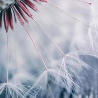 bellissimo dente di leone fiore nel primavera, bianca sfondo foto