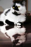 gatto maschio bianco e nero maculato