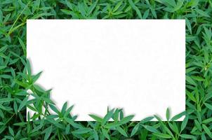 mockup di carta in foglie verdi foto