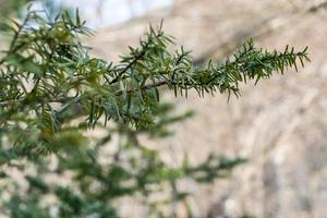 aghi verdi di un albero di pino. foto