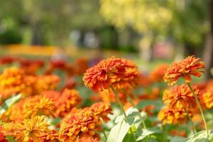 bellissimi fiori di zinnia in un giardino foto