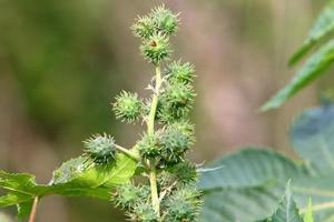 spinoso impianti e fiori nel un' foresta radura. foto