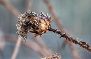 spinoso impianti e fiori nel un' foresta radura. foto