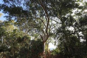 denso eucalipto foresta nel settentrionale Israele foto