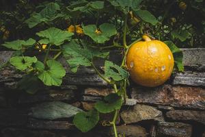 zucca gialla rotonda foto