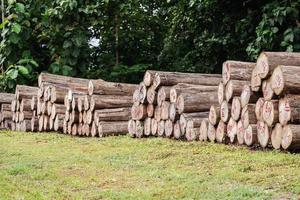 tronchi di legno di teak oro