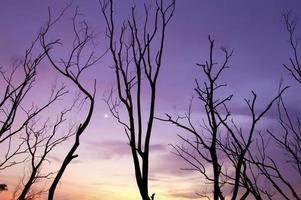 silhouette di albero rami con crepuscolo cielo foto