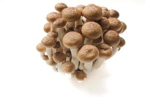 Marrone faggio funghi o shimeji funghi isolato su bianca sfondo foto