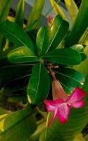 verde le foglie e fiore plumeria impianti nel indonesiano chiamato Cambogia rosa e bianca foto