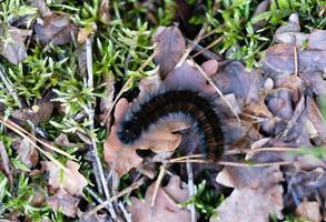 macrotilacia rubi - brombeerspinner - Volpe falena nel il natura Riserva fischbeker erica foto