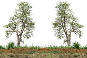 albero della natura verde isolato su sfondo bianco foto