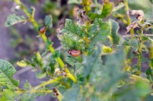 Colorado Patata scarafaggio larve mangiare foglia di giovane Patata foto