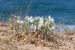 pancrasio cresce su il sabbia su il sponde di il mediterraneo mare. foto