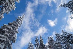 alberi sotto la neve foto