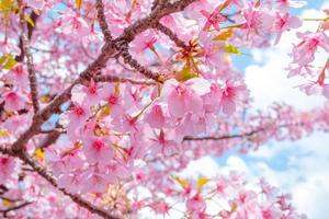 bellissimo rosa ciliegia fiori sakura con rinfrescante nel il mattina nel Giappone foto