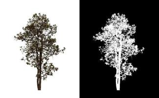 albero isolato su un' bianca sfondo con ritaglio sentiero e alfa canale foto