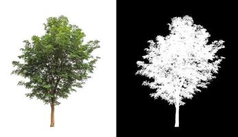 albero isolato su un' bianca sfondo con ritaglio sentiero e alfa canale foto