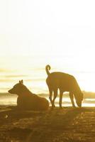 sagoma di un cane sdraiato sulla spiaggia e la luce dorata del riflesso del tramonto sulla superficie del mare foto