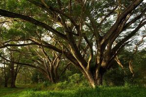 ombra di albero della pioggia baldacchino grande albero nel il foresta foto