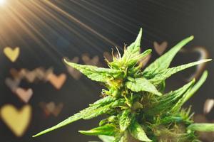 concetto per promuovere il uso di THC e CBD nel canapa impianti per il Salute di terminale malato pazienti. foto