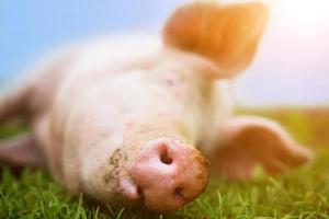 un' contento rosa maiale sorrisi su il erba, grugno e naso pieno telaio foto