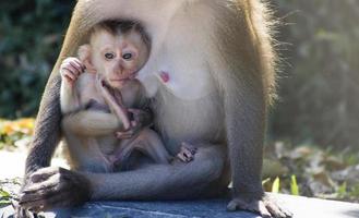 bambino scimmia è alimentazione il madre latte. foto