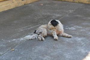 bianca cane dormire su il cemento pavimento. foto