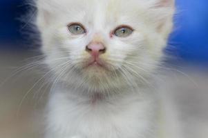 inquadratura ravvicinata di un gattino bianco foto