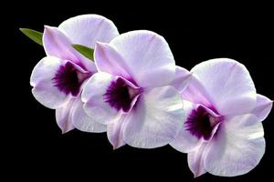 fiore bianco isolato dell'orchidea foto