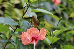 Marrone gola sunbird tra il vegetazione foto