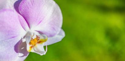 bellissimo viola orchidea phalaenopsis. natura concetto per design. posto per il tuo testo. selettivo messa a fuoco sfocato verde fogliame. soleggiato luminosa vivido fioritura esotico floreale sfondo panorama foto