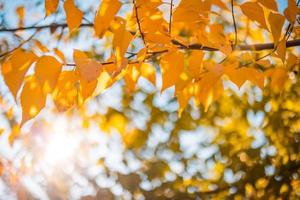bellissimo le foglie nel autunno soleggiato giorno astratto sfocato sfondo. avvicinamento di stagione natura fogliame. artistico sera all'aperto autunno concetto. sole raggi morbido luce del sole, d'oro giallo albero. foto