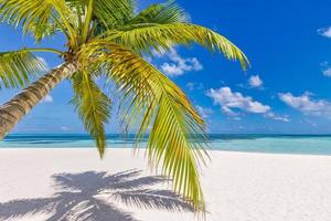 tropicale spiaggia riva panorama come estate rilassare paesaggio e palma albero le foglie al di sopra di bianca sabbia blu mare cielo spiaggia striscione. sorprendente vacanza estate vacanza. benessere contento viaggio la libertà spensierato concetto foto