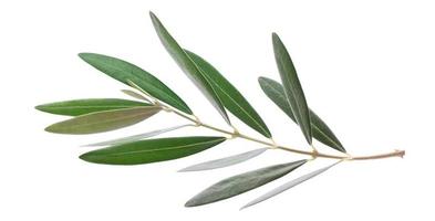 fresco oliva ramo le foglie isolato su bianca sfondo foto